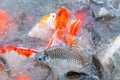 Beautiful carp koi fish swimming in pond at garden Royalty Free Stock Photo