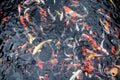 Beautiful carp koi fish swimming in pond at garden Royalty Free Stock Photo