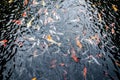 Beautiful carp koi fish swimming in pond in the garden Royalty Free Stock Photo