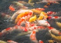 The beautiful carp koi fish swimming in pond Royalty Free Stock Photo