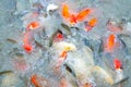 Beautiful carp koi fish swimming in pond in garden Royalty Free Stock Photo
