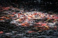 Beautiful carp koi fish swimming in pond at garden Royalty Free Stock Photo