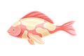 Beautiful carp koi fish vector illustration on white background