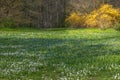 Beautiful carpet of bluebell and snowdrop flowers in Spring forest landscape. Sweden. selective focus Royalty Free Stock Photo