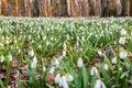 Beautiful carpet of flowering snowdrops in spring forest at dawn