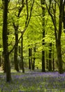 Bluebell Wood at the Wenallt, Cardiff, South Wales, UK