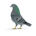 Beautiful Carrier pigeon vector