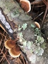 Beautiful Cascading Turkey Tail Fungi and Lichen on Dead Tree - Trametes versicolor Royalty Free Stock Photo