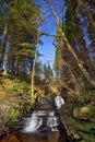 Beautiful cascading waterfall benneath the pine trees, Nant Bwrefwy, Upper Blaen-y-Glyn