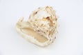 Cassis Cornuta sea shell on white background Royalty Free Stock Photo
