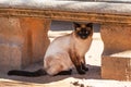 Beautiful cat in Alhambra