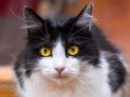 Beautiful cat with amazing eyes that bewitch you Royalty Free Stock Photo