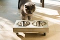 Beautiful cat approaching an empty food bowl Royalty Free Stock Photo