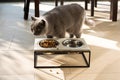 Beautiful cat approaching a food bowl Royalty Free Stock Photo