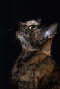 Beautiful cat Royalty Free Stock Photo