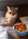 Beautiful cat on bed during breakfast time Royalty Free Stock Photo