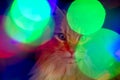 Beautiful cat and blur of coloured lights