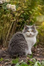 Kitten sitting near autumn flowerbed. Cat sitting in flowers in the autumn Royalty Free Stock Photo