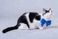 Beautiful cat with a blue bow tie, isolated photo. Royalty Free Stock Photo