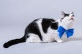 Beautiful cat with a blue bow tie, isolated photo. Royalty Free Stock Photo