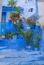 A Cat in Blue Chefchaouen City, Morocco