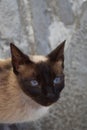 Beautiful cat blue eyes Royalty Free Stock Photo