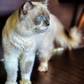 Beautiful Cat Blue eyes with candid pose