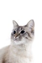 Beautiful cat with blue eyes isolated on white background. Royalty Free Stock Photo