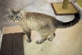 Beautiful cat with blue eyes stands on the floor Royalty Free Stock Photo