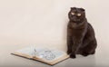 Beautiful cat with book