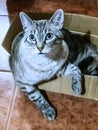 Beautiful cat in a box at home