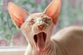 beautiful cat breed canadian sphynx yawns. naked cat Royalty Free Stock Photo