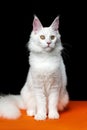 Maine Coon Cat looking at camera. Front view portrait animal sitting on orange and black background Royalty Free Stock Photo