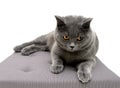 Beautiful cat breeds Scottish Straight lies on a pillow