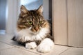 Beautiful cat with bright green eyes lays on the floor in the apartment. Adorable well-conditioned pet at home concept. Crazy eyes