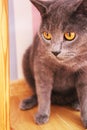 Beautiful cat british yellow eyes pet house fluffy photo