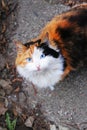 beautiful cat british yellow eyes pet house fluffy photo 