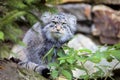 Beautiful cat, cat Pallas', Otocolobus manul