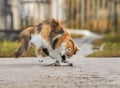 Beautiful cat caught a grey rat in the summer garden and playful Royalty Free Stock Photo