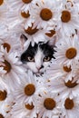 Beautiful cat in chamomile flowers portrait beauty portrait photoshoot Royalty Free Stock Photo