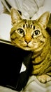 Beautiful cat chilling on a tablet in bed Royalty Free Stock Photo