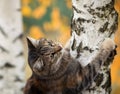 Beautiful cat climbed on a tree with Golden leaves in an autumn Sunny garden