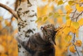 Cat climbed on a tree with Golden leaves in an autumn Sunny garden