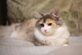 Beautiful Cat On the Couch.