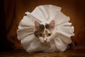 Beautiful cat countess in white collar look at camera indoor Royalty Free Stock Photo