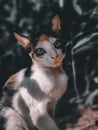 A beautiful cat and the dark baxkground Royalty Free Stock Photo
