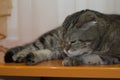 Beautiful cat dozing on orange table