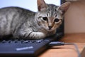 The beautiful cat in dreamstime. Royalty Free Stock Photo