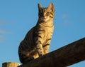 Beautiful Cat at dusk at Caprice Vineyards, Central Point, Oregon