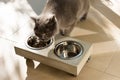 Beautiful cat eating out of a food bowl Royalty Free Stock Photo